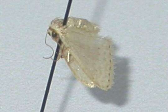 Image of Idaea