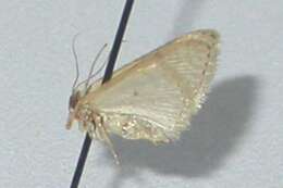 Image of Idaea