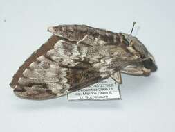 Image of Psilogramma papuensis Brechlin 2001