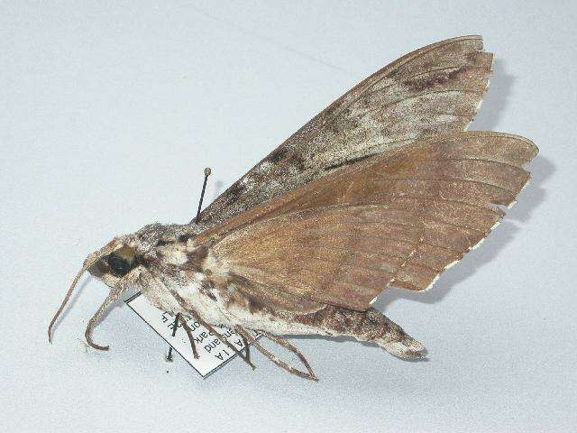 Image of Psilogramma papuensis Brechlin 2001