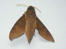 Image of White-brow Hawkmoth