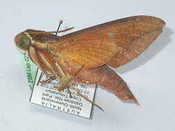 Image of White-brow Hawkmoth