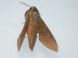 Image of White-brow Hawkmoth