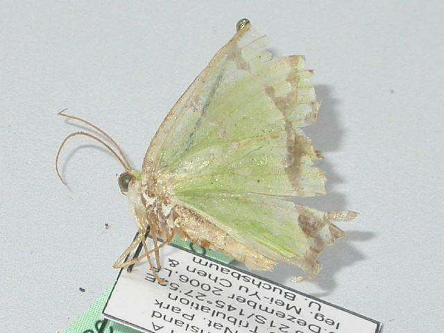 Image de <i>Agathia pisina</i>