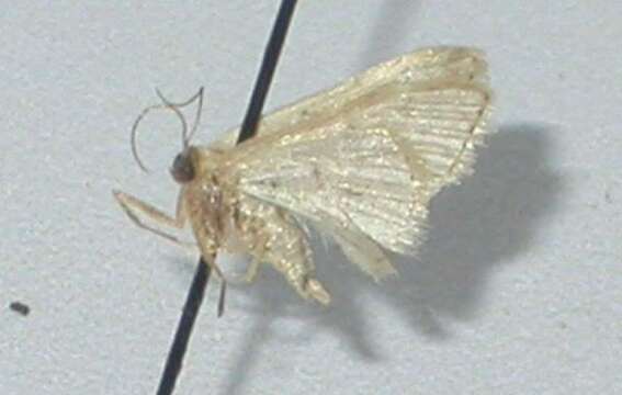 Image of Idaea