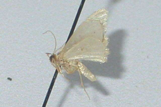 Image of Idaea