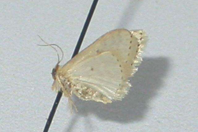 Image of Idaea