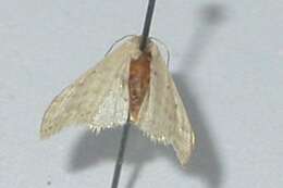 Image of Idaea