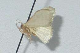 Image of Idaea