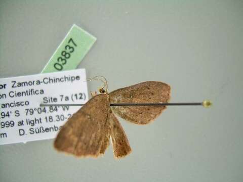 صورة Cyclophora megista