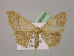 Image of Idaea determinata Staudinger 1876