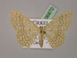 Image of Idaea determinata Staudinger 1876