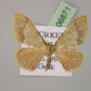 Image of Idaea ostrinaria demarginata Schwingenschuss 1938