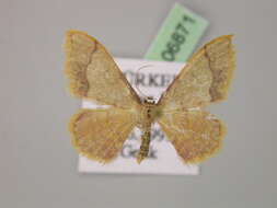 Image of Idaea ostrinaria demarginata Schwingenschuss 1938