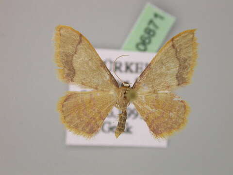 Image of Idaea ostrinaria demarginata Schwingenschuss 1938