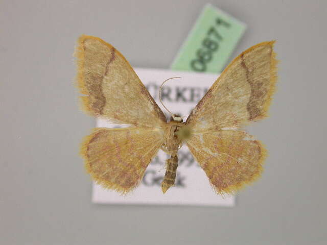 Image de Idaea ostrinaria demarginata Schwingenschuss 1938