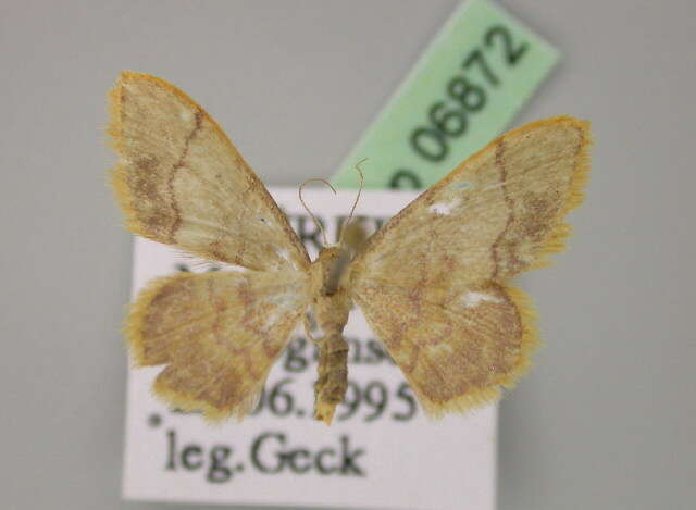 صورة Idaea ostrinaria demarginata Schwingenschuss 1938