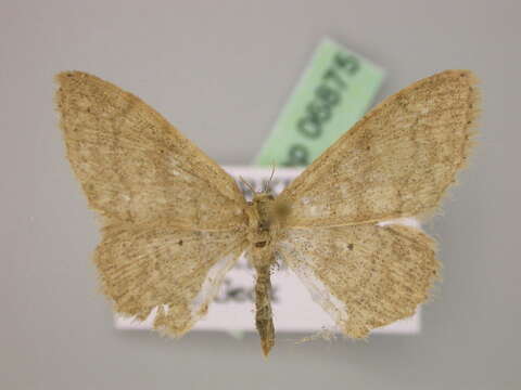 Image of Idaea deversaria Herrich-Schäffer 1847