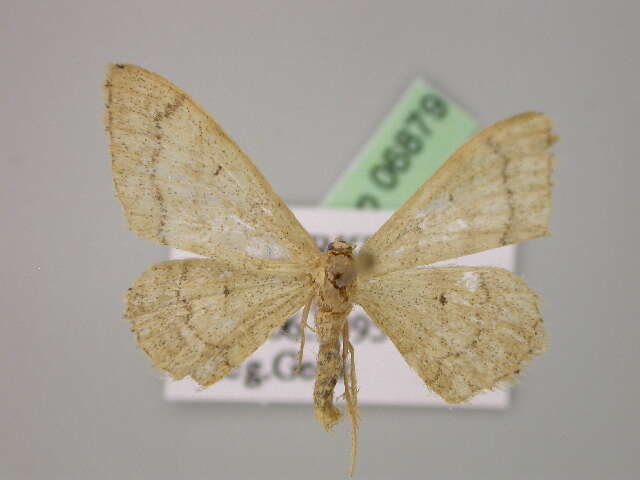 Image of Idaea deversaria Herrich-Schäffer 1847