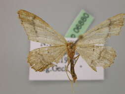 Image of Idaea deversaria Herrich-Schäffer 1847