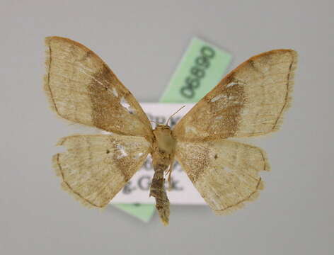 Image of Idaea degeneraria Hübner 1798