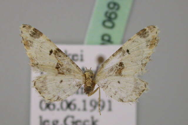 Image of Eupithecia extremata Fabricius 1787