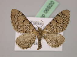 Image of Eupithecia schiefereri Bohatsch 1893