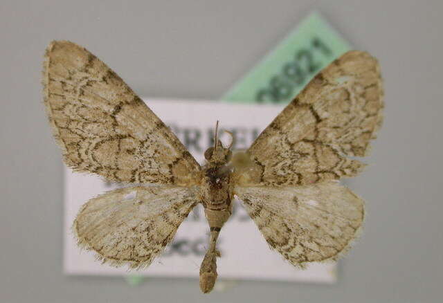 Image of Eupithecia schiefereri Bohatsch 1893