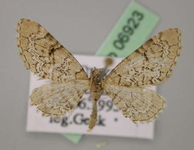 Image of Eupithecia schiefereri Bohatsch 1893