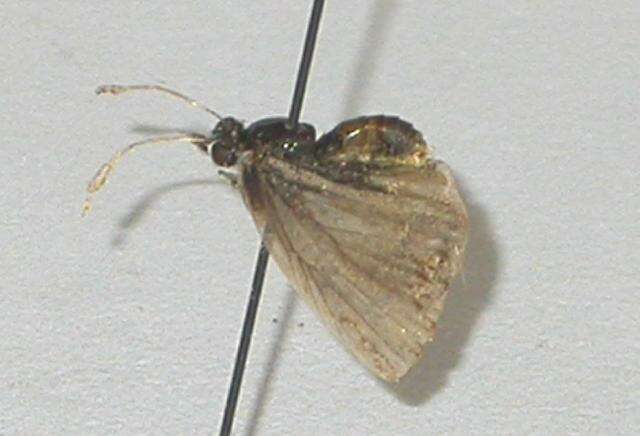 Imagem de <i>Neolucia hobartensis</i>