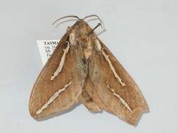 Image of Abantiades latipennis Tindale 1932