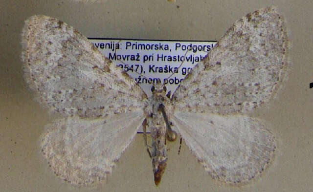 Image of <i>Coenotephria ablutaria</i>