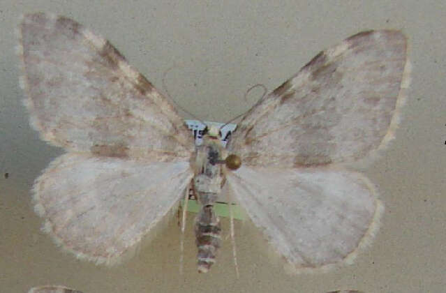 Image of <i>Entephria flavata</i>