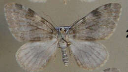 Image of <i>Entephria flavata</i>
