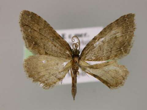 Image of <i>Eupithecia horismoides</i>