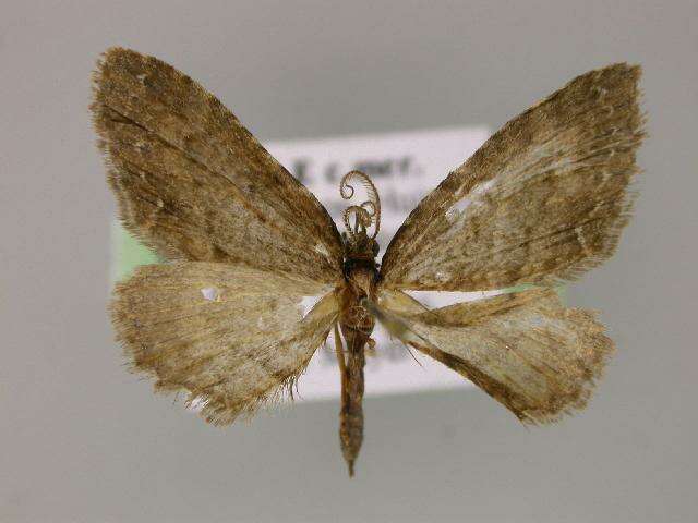 Image of <i>Eupithecia horismoides</i>