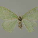 Image of Thetidia chlorophyllaria Hedemann 1879