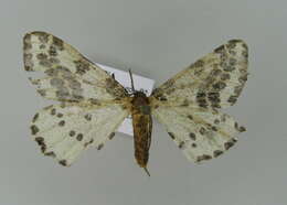 Abraxas grossulariata Linnaeus 1758 resmi