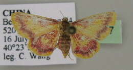 Image of Idaea nielseni Hedem 1879