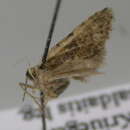 Image of Idaea sordida dhofarica Wiltshire 1986