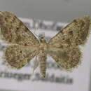 Image of Idaea tahamae Wiltshire 1983