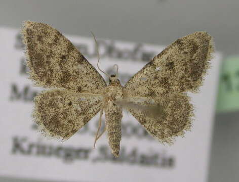 Image of Idaea tahamae Wiltshire 1983