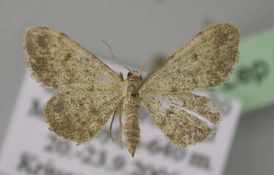 Image of Idaea tahamae Wiltshire 1983