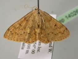 Image of Scopula fulvicolor Hampson 1899