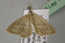 Image of Scopula dhofarata Wiltshire 1986