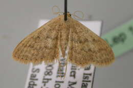 Image of Scopula rhodinaria Rebel 1907