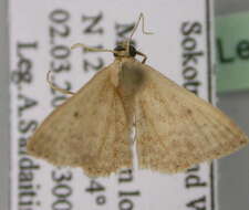 Image of Scopula rhodinaria Rebel 1907