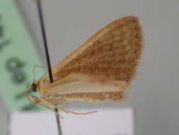 Image of Scopula rhodinaria Rebel 1907