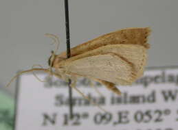 Image of Scopula rhodinaria Rebel 1907