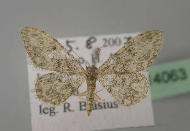 Image of Idaea cervantaria Millière 1872